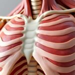 découvrez le rôle essentiel du processus xiphoïde, une partie du corps souvent méconnue, et comprenez son importance dans l'anatomie humaine.